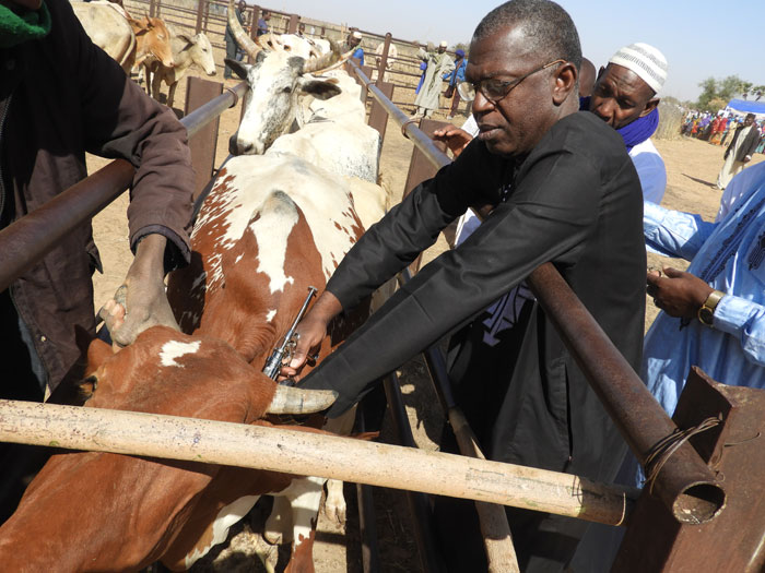 Dr Abdou Jonathan de MCA-Niger en train de vaccin une vache